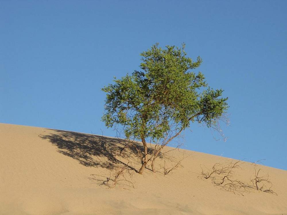 Sandbaum