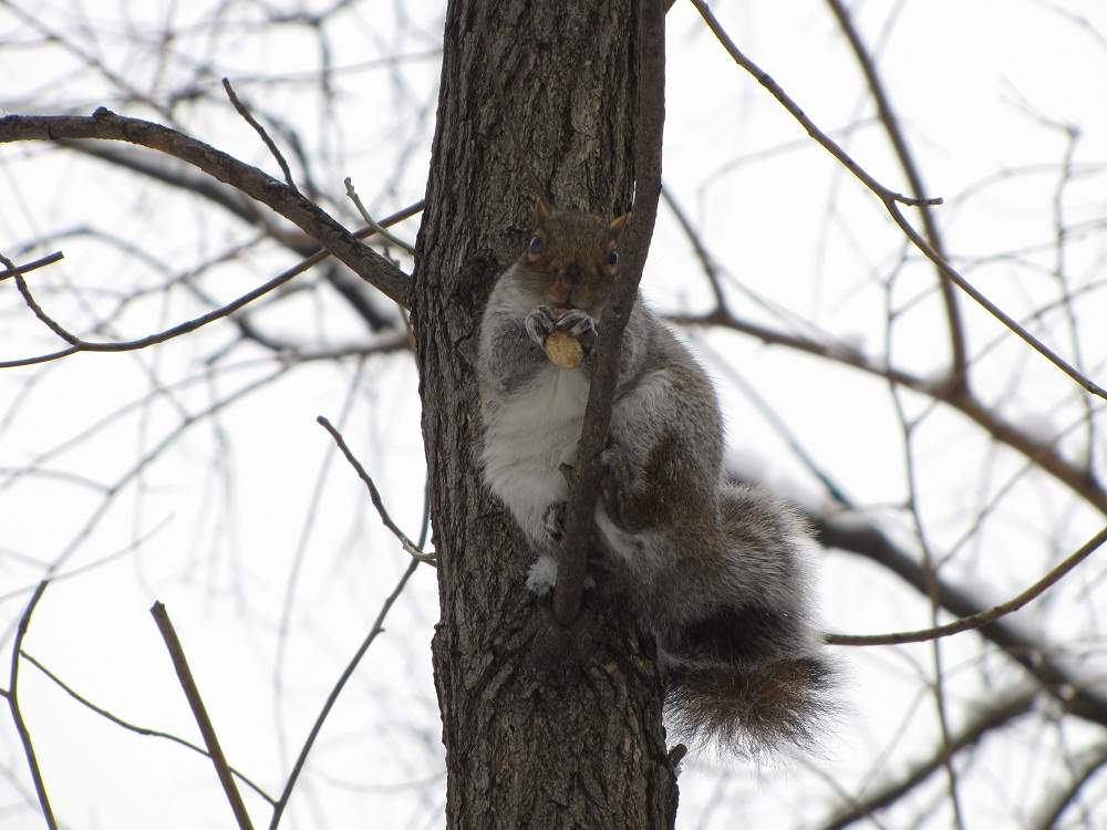 Central Park Squirrel